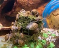 ☘️ Blasenschnecken Physa Marmorata Aquarium Teich Kugelfisch ☘️ Nordrhein-Westfalen - Hagen Vorschau