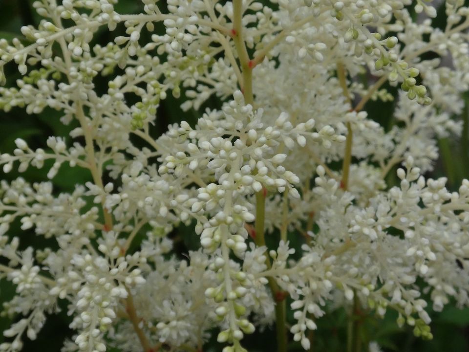 Schöne weiße Astilbe Prachtspiere in Plattling