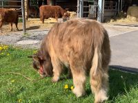 Hochlandrinder - Zuchttiere, Kanadische Genetik, Herdbuch, BIO Kr. Passau - Passau Vorschau