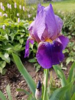 Iris / Schwertlilie  violet-gelb Saarland - Bous Vorschau