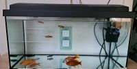 Aquarium mit Fischen Nordrhein-Westfalen - Hagen Vorschau