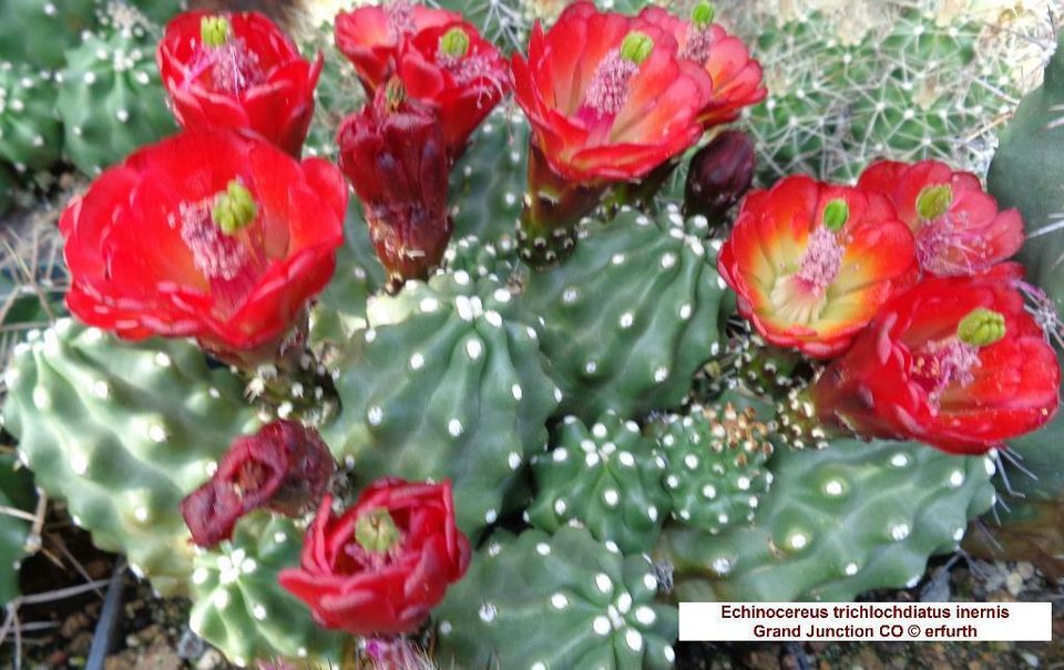 Seltene winterharte Echinocereen / Kakteen zu verkaufen in Sondershausen