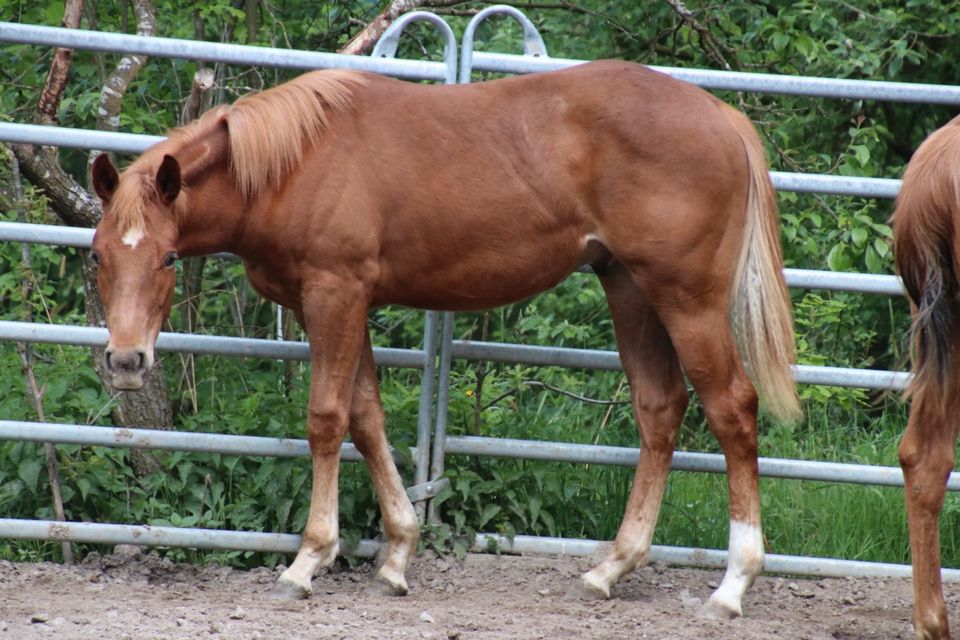 Jährling Quarter Horse Wallach in Schwarzach