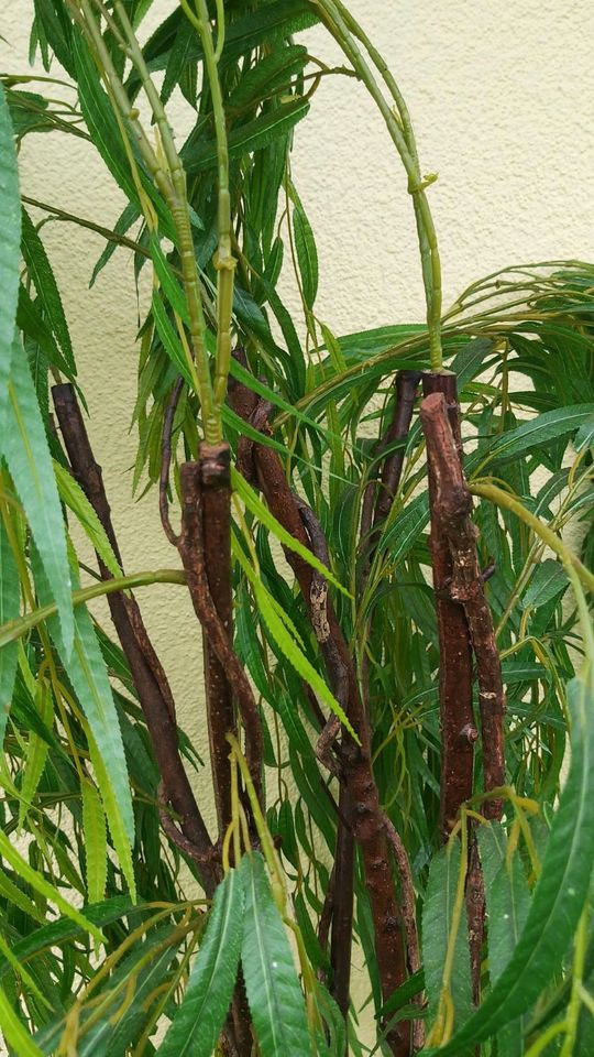 Kunstpalme Kunstpflanze ca 1,80 cm groß in Furtwangen