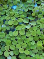 Büschelfarn Salvinia Auriculata Aquarium Harburg - Hamburg Fischbek Vorschau