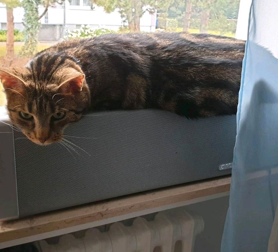 Kater Katze vermisst entlaufen, gefunden zugelaufen gesucht in Lippstadt