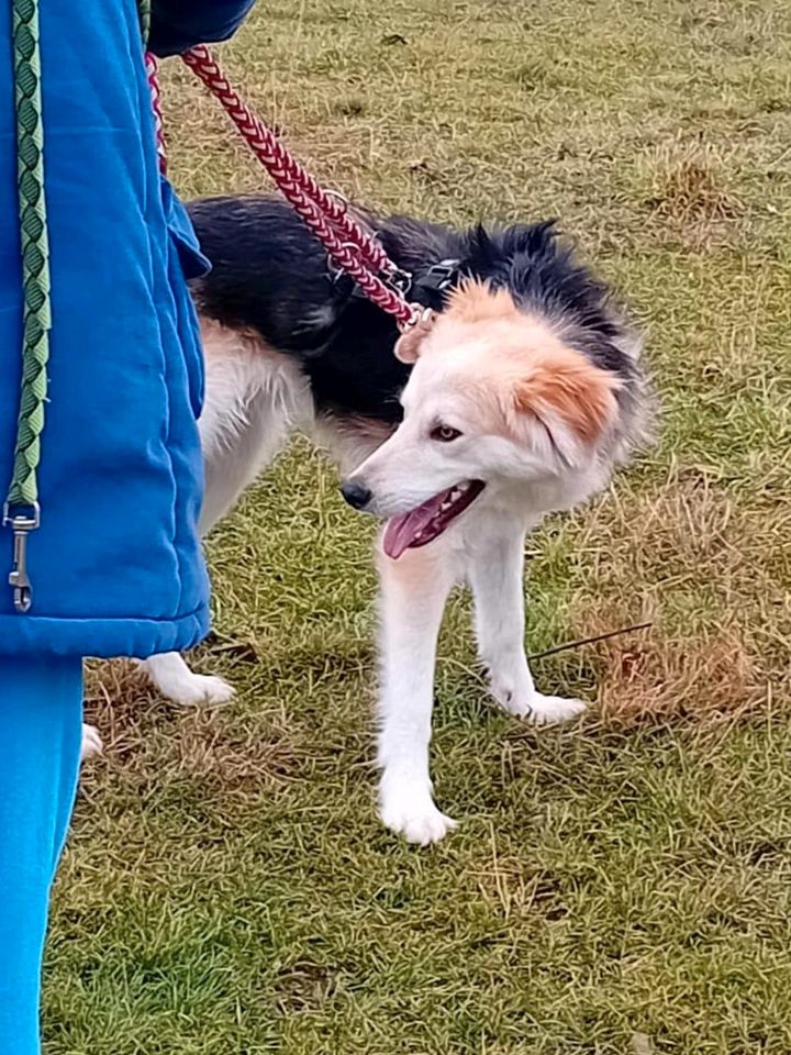 SAM Mischling Tierschutz Hund Rüde in Döbeln