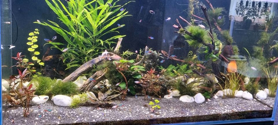 Aquarium Gestaltung und Pflege in Fronreute