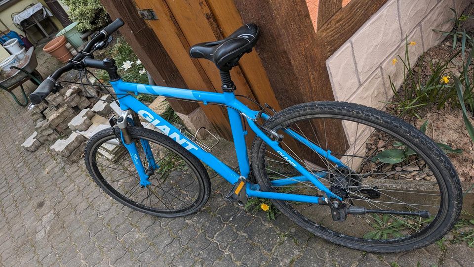 Herren Fahrrad Giant 28 Zoll in Schleusingen