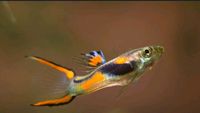 Endler Guppy Wildform (direkt vom Züchter) Nordrhein-Westfalen - Kreuzau Vorschau