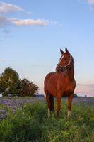 Reitbeteiligung auf Hannoveraner Stute Sachsen - Callenberg b Hohenstein-Ernstthal Vorschau