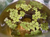 Salvinia minima Büschelfarn Aquarium Paludarium Schwimmpflanze Essen-West - Holsterhausen Vorschau