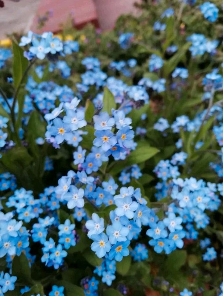 Vergissmeinnicht blau oder weiß Samen in Dürrhennersdorf