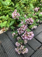Oregano bio Peine Pflanze Staude Blüte lila Bienenfreund Kräuter Niedersachsen - Peine Vorschau