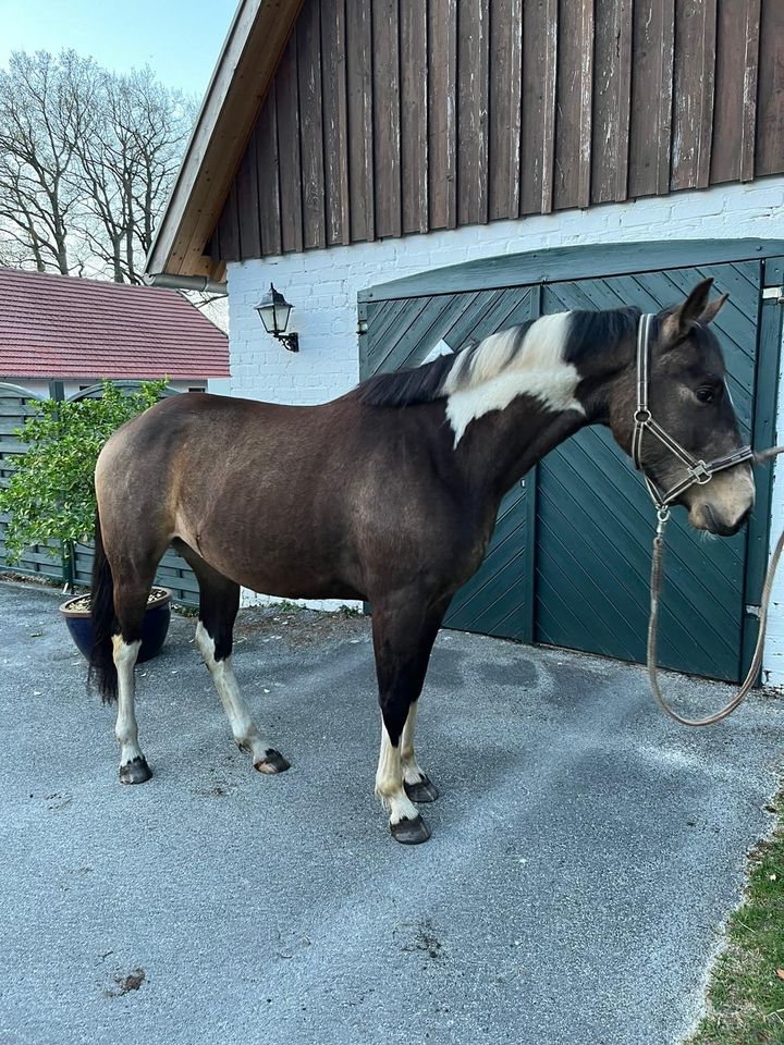 Wallach…Jungspund in Sonderfarbe in Bad Laer