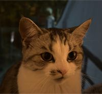 BKH Katze „Murmel“ sucht neues Zuhause! Nordrhein-Westfalen - Unna Vorschau