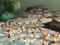 Endlichers Flösselhechte 8-10cm Polypterus endlicheri Baden-Württemberg - Rangendingen Vorschau