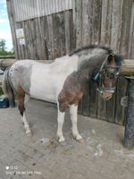 Gescheckter Pony Hengst - mit blauem Auge Brandenburg - Bernau Vorschau