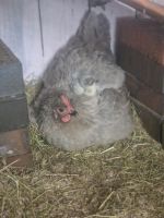 Glucken lavender Marans Henne Küken Nordwestmecklenburg - Landkreis - Schönberg (Mecklenburg) Vorschau