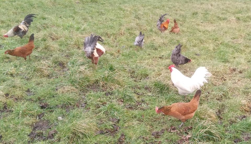 Gartenhühner Stamm 1:2, bunte Eier, mittelgroß in Berge (bei Perleberg)