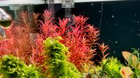 Rotala rotundifolia Singapore Blood Red Singapore Aquariumpflanze Baden-Württemberg - Riedlingen Vorschau