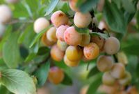 Mirabelle Baum Bayern - Langenzenn Vorschau