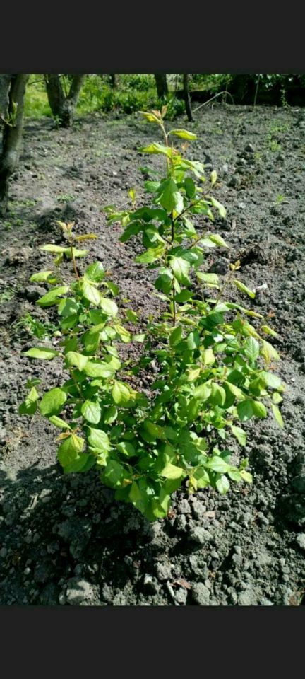 Mirabellenbäume alte Sorte Obst bio Eierpflaume in Malliß