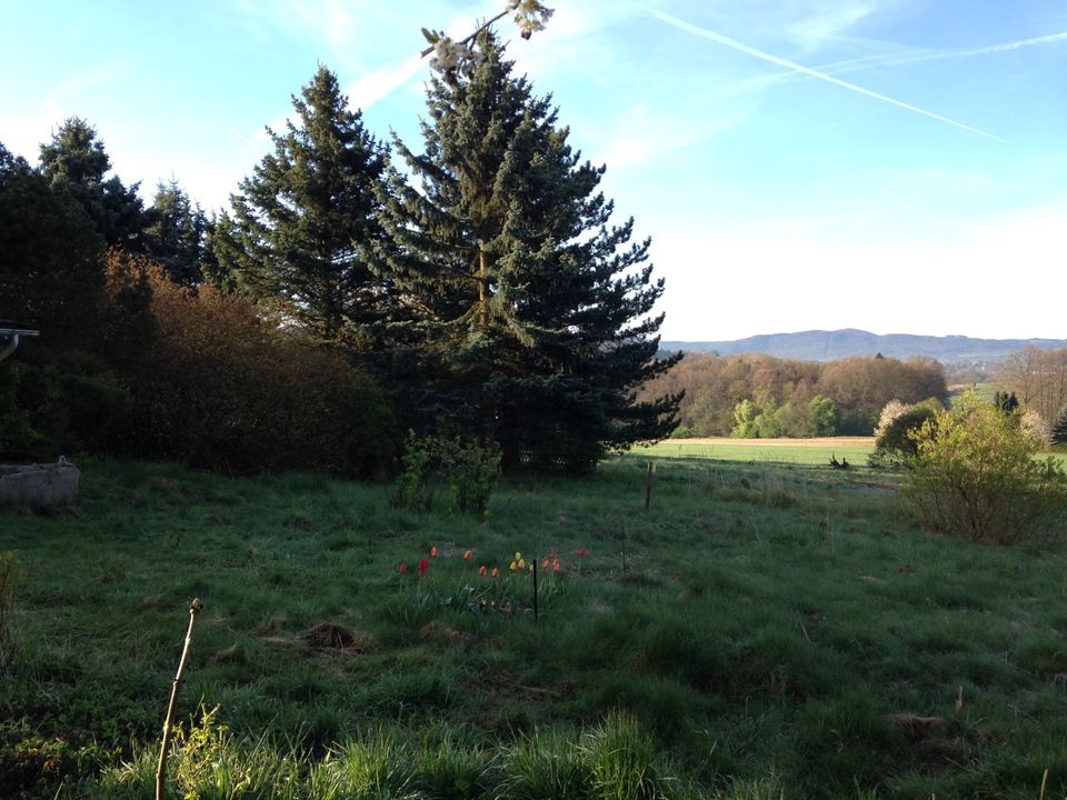 Gras/Heu von Öko-Wiese zum Abmähen zu verschenken in Leutersdorf