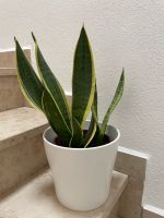 Sansevieria - Bogenhanf Bayern - Hengersberg Vorschau