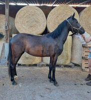 Reitpony - Haflinger - Mix Stute Thüringen - Sömmerda Vorschau