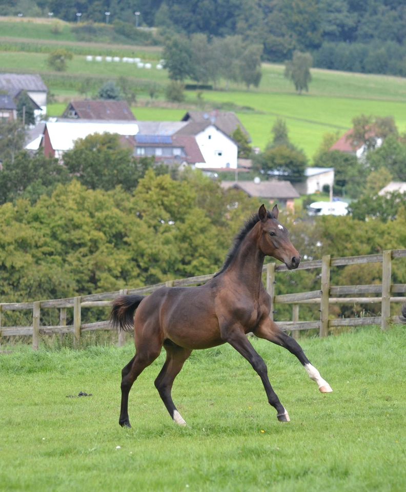 Nachwuchs Springpferd, Hengst aus 2023 von Coros x Casall in Buchholz (Westerwald)