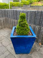 Buchsbaum inklusive Übertopf, Kübel, Pflanztopf, Terrakotta blau Saarland - Nalbach Vorschau