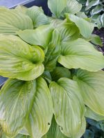 Hosta Stauden verschiedene Sachsen-Anhalt - Wettin-Löbejün Vorschau