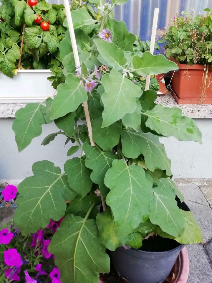 30 x Samen Eierbaum weiße Früchte  Pflanze Aubergine Gemüse in Dürrhennersdorf