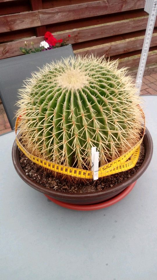 Schwiegermuttersitz Kaktus 111cm Umfang in Heemsen