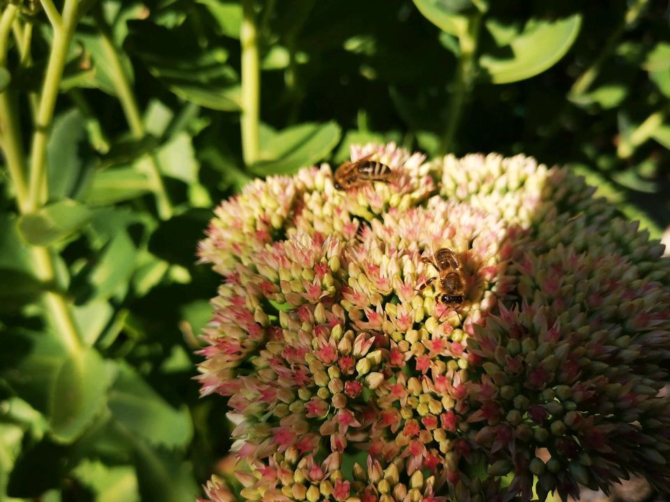 Bienenableger Carnica auf Zander in Neu Ulm