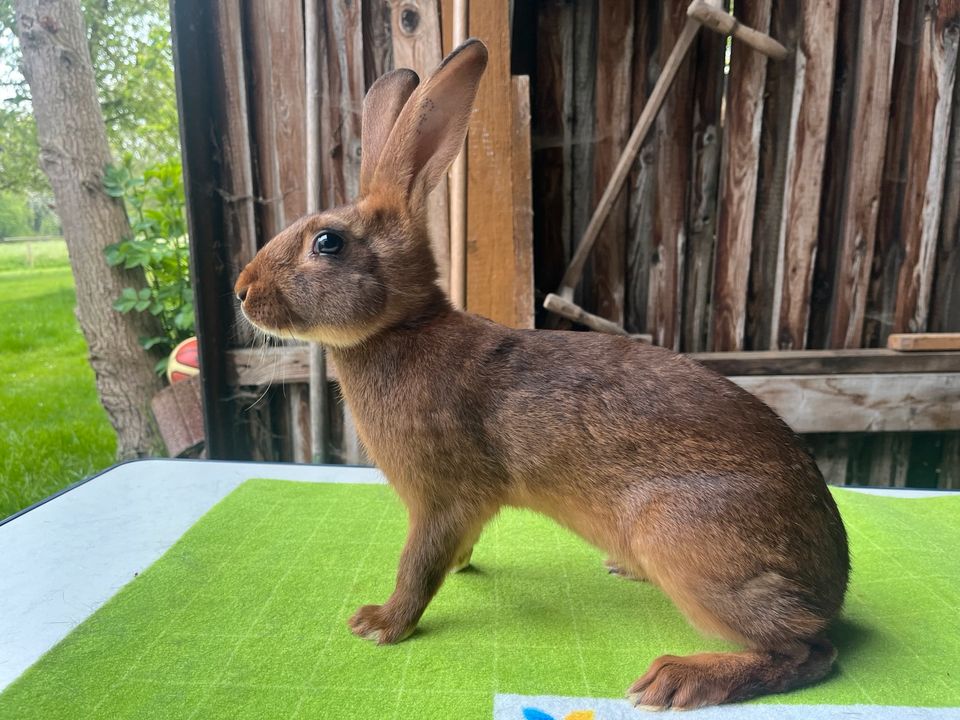 Hasenkaninchen Rotbraun Hasen Kaninchen junge Hasen Rammler in Erding