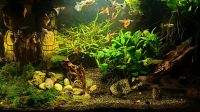 10 Stück Guppys Jungtiere Aquariumfische Gruppe Schleswig-Holstein - Ahrensburg Vorschau