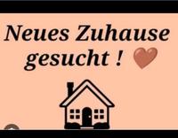 Wir suchen eine 4 Zimmer Wohnung Nordrhein-Westfalen - Hemer Vorschau