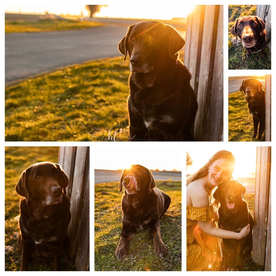 Hundeshooting/Fotoshooting/Vierbeiner in Lengede