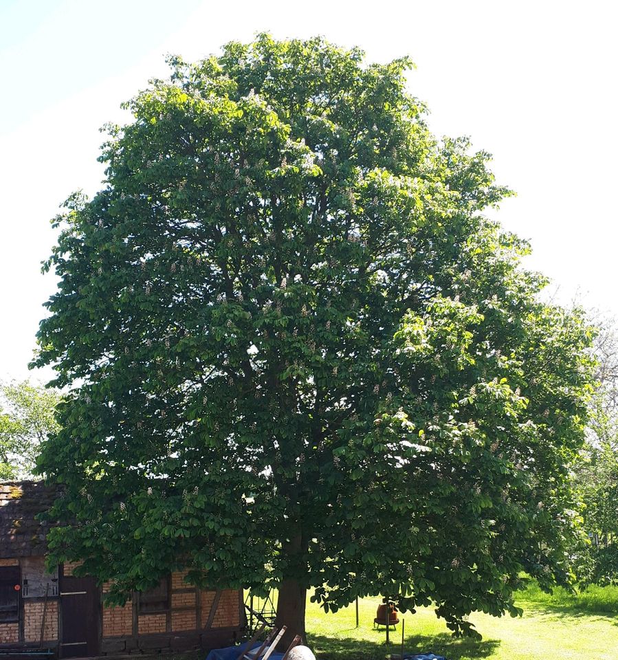 Kastanien Baum klein in Rudolstadt