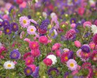 Sommeraster, Gartenaster, Callistephus chinensis, 100 Samen, Saat Herzogtum Lauenburg - Börnsen Vorschau