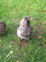 Seidenhahn silbergrau abzugeben Bayern - Zeitlofs Vorschau