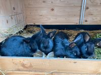 Kaninchen schwarze Wiener Hessen - Eschwege Vorschau
