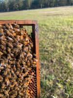 Bienenableger 2024 und Wirtschaftsvölker Brandenburg - Finsterwalde Vorschau