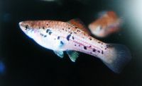 Fische Aquarium grüne und gepunktete Schwertträger Sachsen - Thalheim/Erzgebirge Vorschau