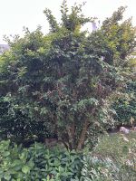 Winged Elm (Ulmus Alata) Nordrhein-Westfalen - Troisdorf Vorschau