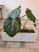 Zwei Philodendron "Dean McDowell" inklusive Topf Niedersachsen - Lingen (Ems) Vorschau