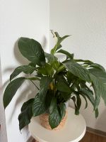 SPATHIPHYLLUM Pflege-bedürftigt Köln - Bayenthal Vorschau