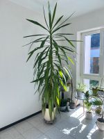 Yucca Palme, über 2 Meter groß, Zimmerpflanze Nordrhein-Westfalen - Krefeld Vorschau